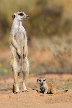 meerkat Baby