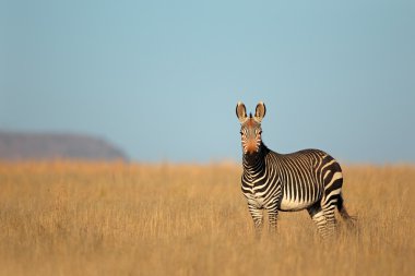 Cape Dağ zebrası
