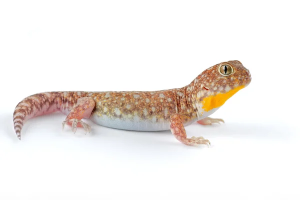 Afryki szczekanie gecko — Zdjęcie stockowe