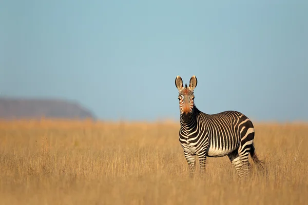 Cape Mountain Zebra — Stock Photo, Image