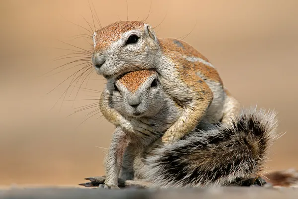 Playing ground squirrels Stock Image