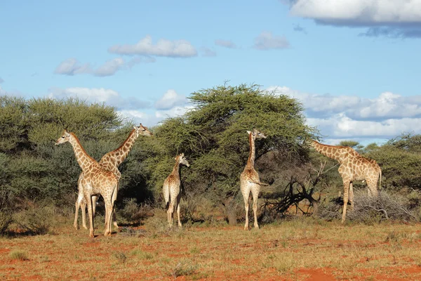 Feeding giraffes — Stock Photo, Image