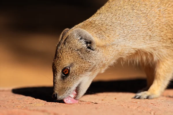 Żółty mongoose — Zdjęcie stockowe