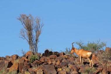 Kırmızı hartebeest manzara
