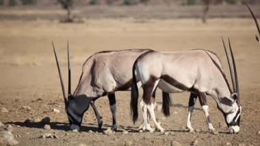 Gemsbok antilop