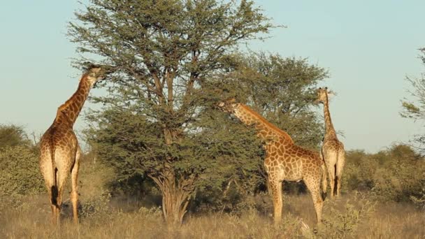 Feeding giraffes — Stock Video