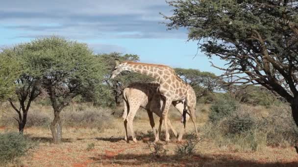 Combattre les girafes 