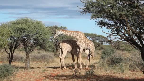 Fighting giraffer — Stockvideo