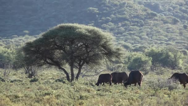 Búfalos africanos — Vídeo de Stock