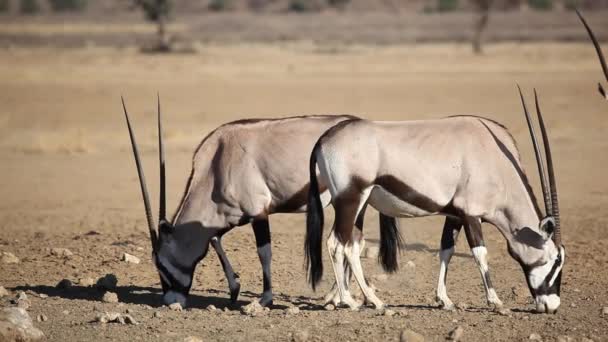 Antilopi gemsbok — Video Stock