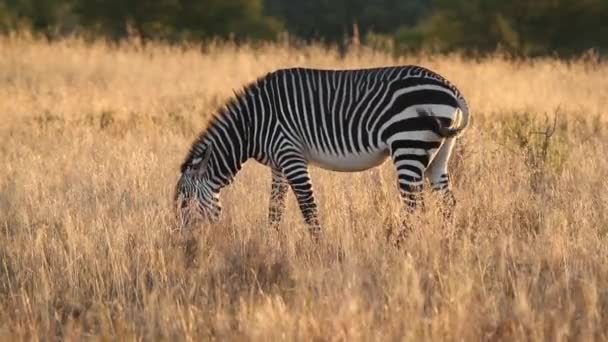 Kaapse bergzebra — Stockvideo