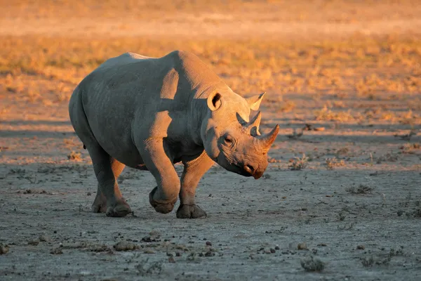 Zwarte neushoorn — Stockfoto