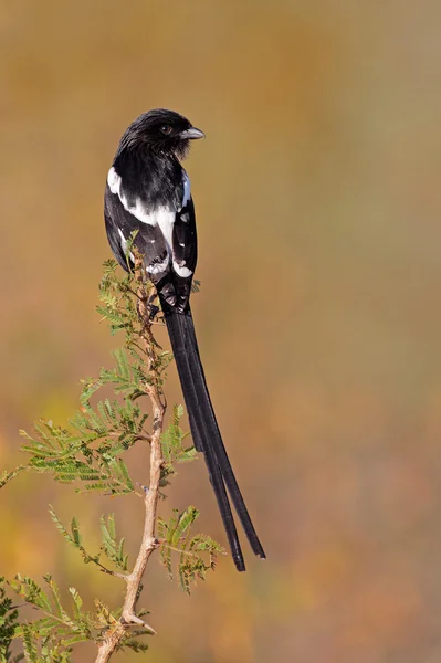 Κίσσα shrike — ストック写真