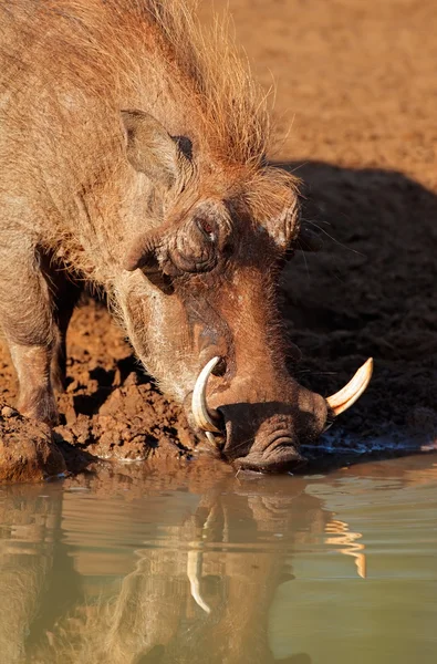 Warthog agua potable — Foto de Stock