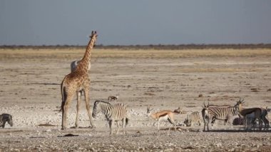 etkin su birikintisinin