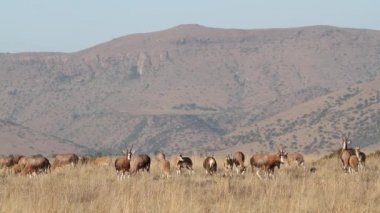 Blesbok antilop otlatma