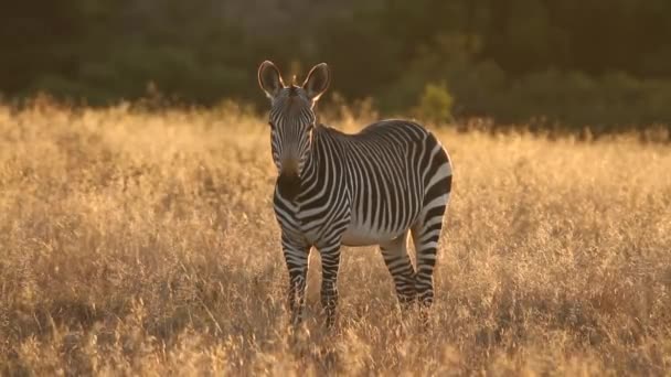 Cape berg zebra — Stockvideo