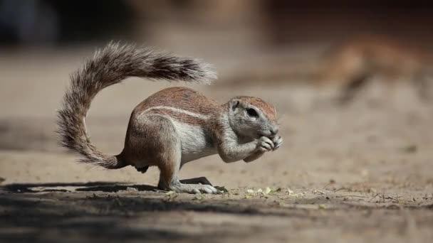 African ground squirrel — Stock Video