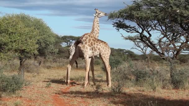 Feeding giraffes — Stock Video