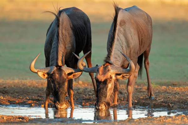 Mavi wildebeest içme — Stok fotoğraf