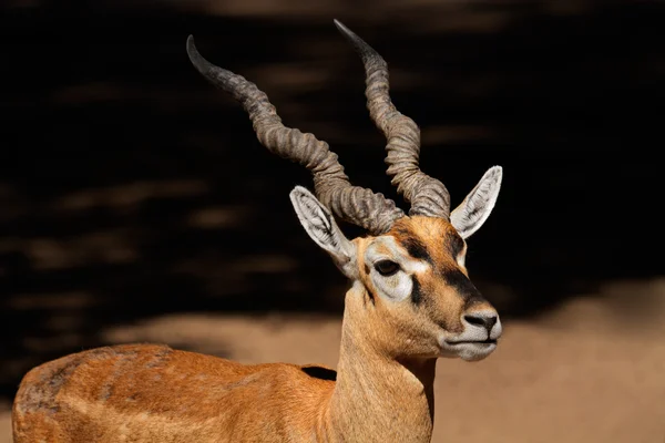 Blackbuck indiano — Fotografia de Stock