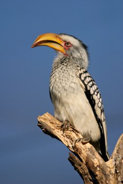Sarı gagalı Kartallar