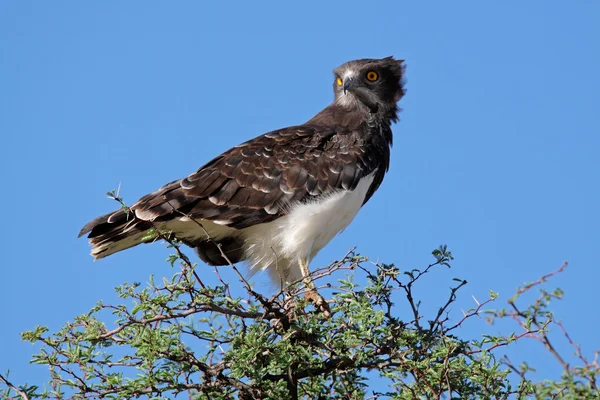 Black-breasted snake eagle — Stock Photo, Image