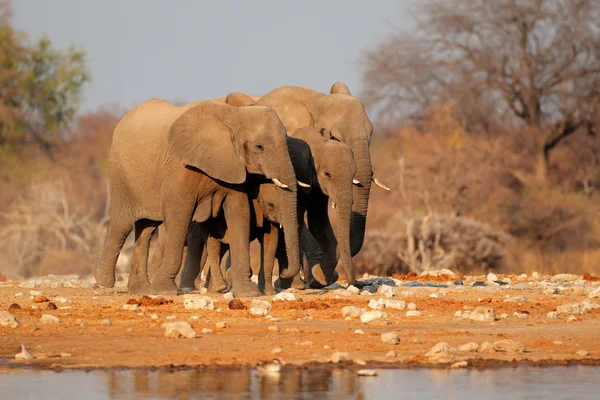 Elephants at waterhole — Stock Photo, Image