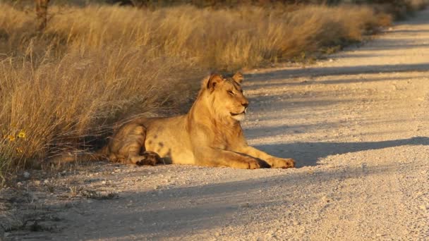 León africano — Vídeo de stock