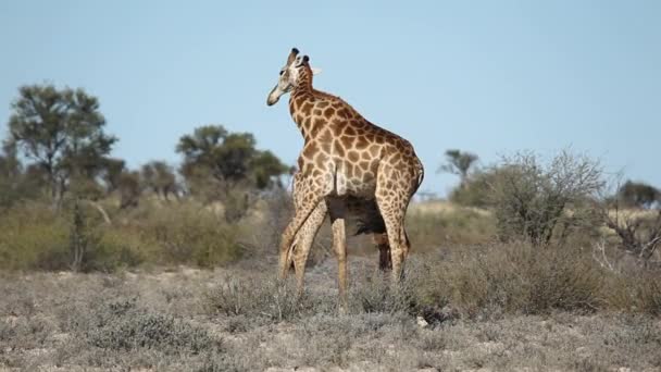 Fighting giraffes — Stock Video