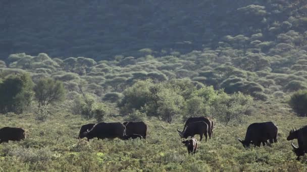 Grazing Búfalos africanos — Vídeos de Stock