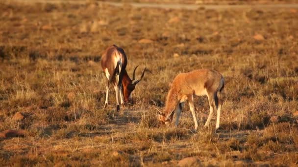 Grazing blesbok antelopes — Stock Video