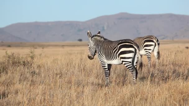 Grazing Cape Mountain Zebras — Stock Video