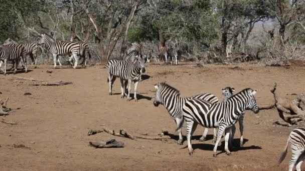 Plains Zebra 's — Stockvideo