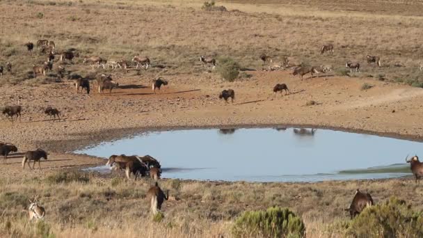 WILDEBEEST en antilopen bij een waterput — Stockvideo