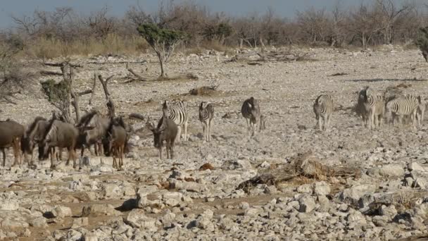 Wildebeest y cebra caminando — Vídeo de stock