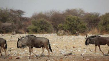 Mavi wildebeest yürüyüş