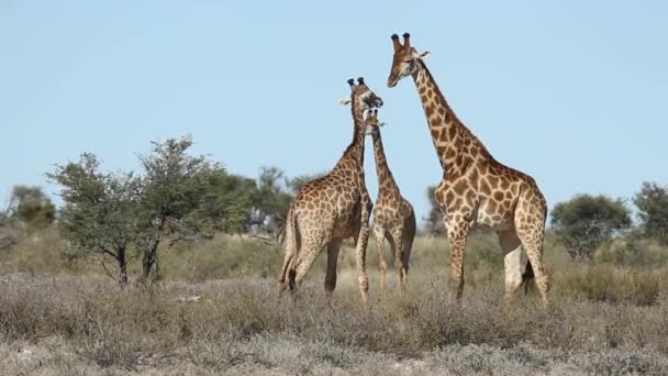 Kampf gegen Giraffen — Stockvideo