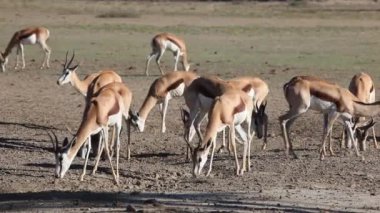 Springbok besleme