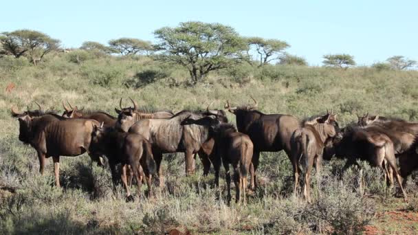 Mandria di gnu azzurri — Video Stock