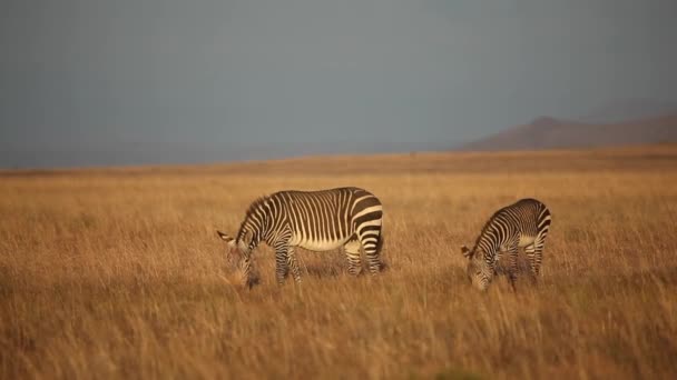 Zebras de montanha cape — Vídeo de Stock