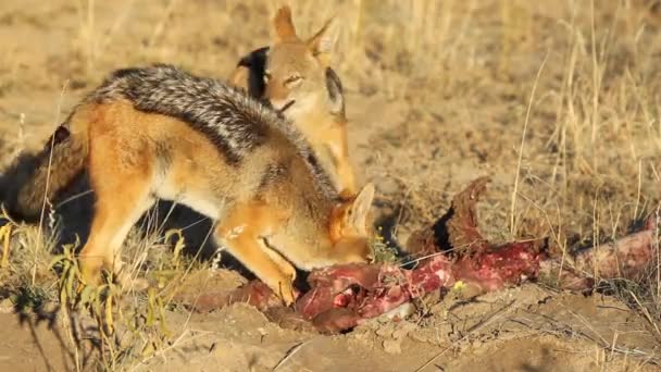 Scavenging black-backed chacais — Vídeo de Stock