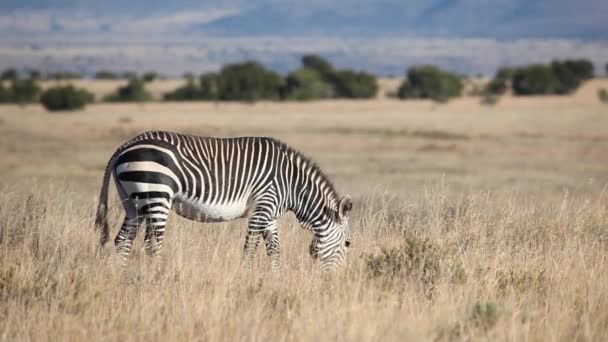 Cape Mountain Zebra — Stock Video