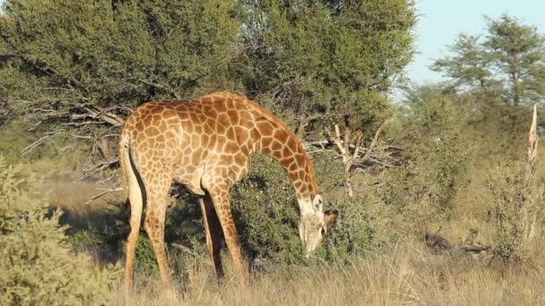 Feeding giraffe — Stock Video