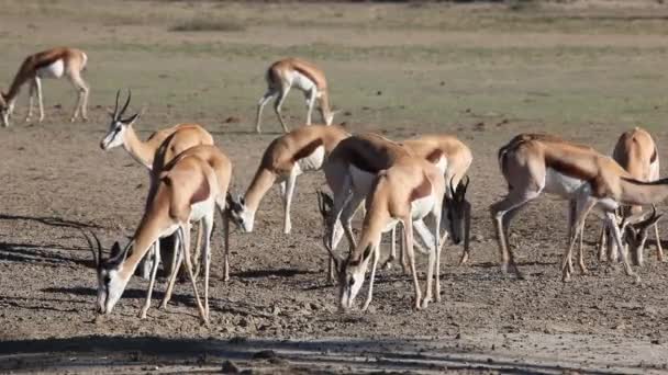 Alimentación springbok — Vídeos de Stock