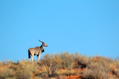 eland antilop