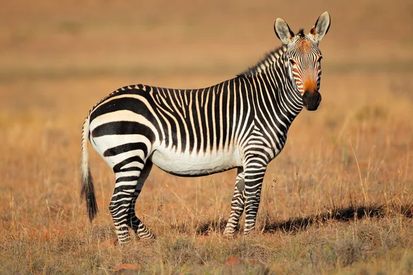 Zebra górska zielonego — Zdjęcie stockowe