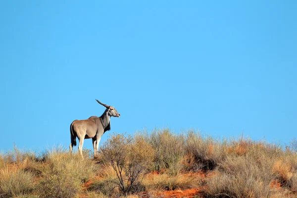 Eland antilop — Stok fotoğraf
