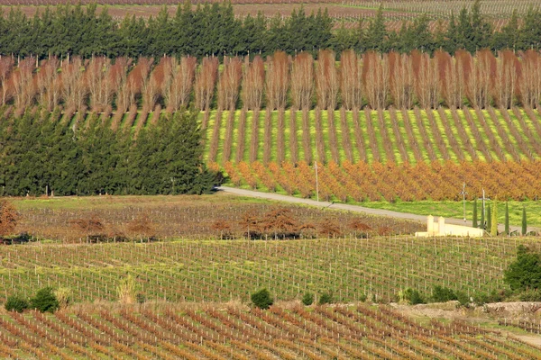 Vineyard landscape — Stock Photo, Image