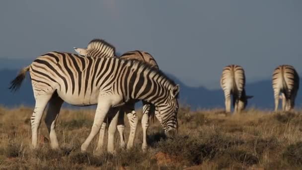 Zebras das planícies — Vídeo de Stock